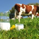 Exploring the Benefits and Uniqueness of “Wellhealthorganic Buffalo Milk Tag”